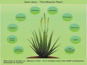 aloe vera
